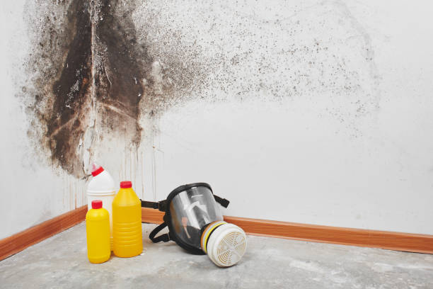 Best Commercial Mold Remediation in Gretna, VA