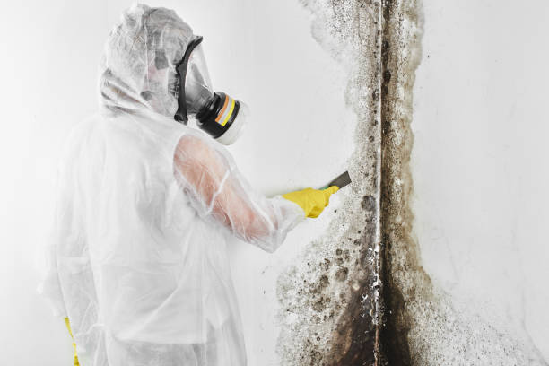 Best Emergency Mold Remediation in Gretna, VA