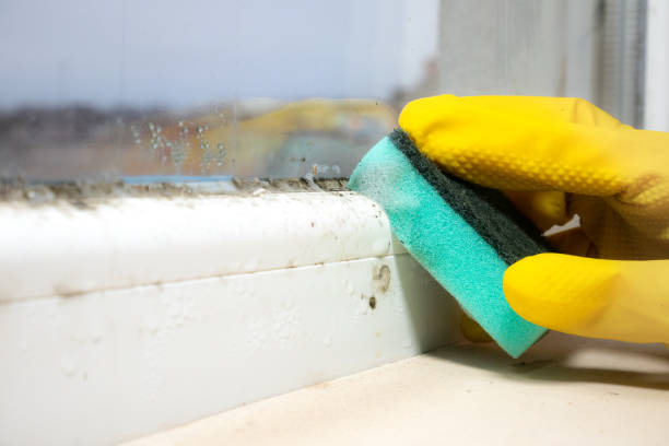 Best Bathroom Mold Remediation in Gretna, VA