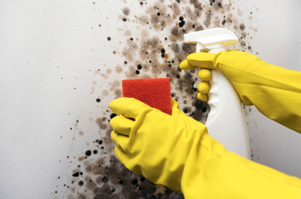 Best Health and Safety Mold Remediation in Gretna, VA