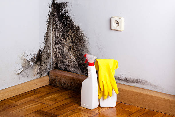 Best Black Mold Remediation in Gretna, VA