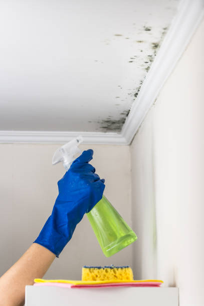 Best White Mold Remediation in Gretna, VA
