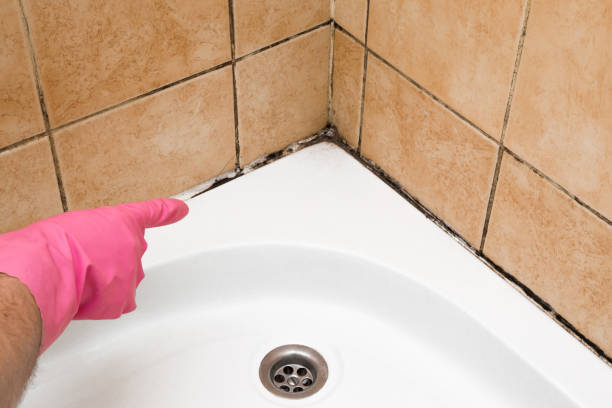 Best Black Mold Remediation in Gretna, VA
