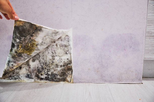 Best Attic Mold Remediation in Gretna, VA